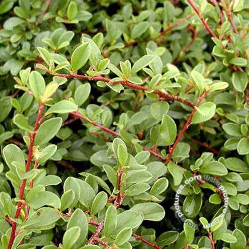 Afbeelding bij Dwergmispel - Cotoneaster radicans 'Eichholz'