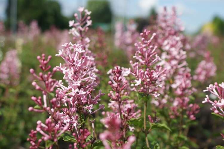 Afbeelding bij Dwergsering - Syringa bloomerang ® 'Pink Perfume'
