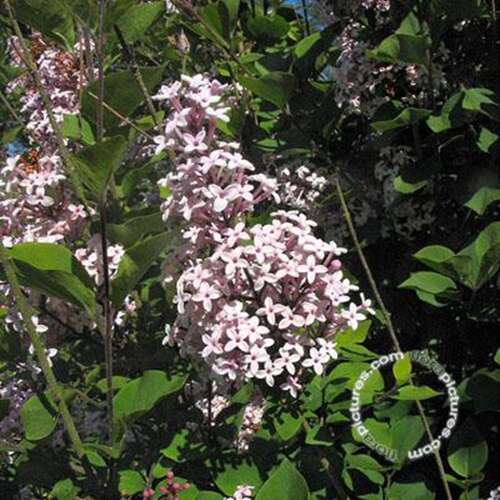 Afbeelding bij Dwergsering - Syringa &#039;Josée&#039;