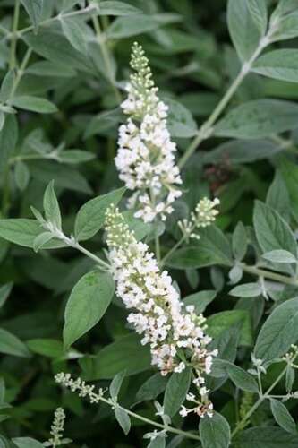 Afbeelding bij Dwergvlinderstruik - Buddleja dav. 'White Chip'®