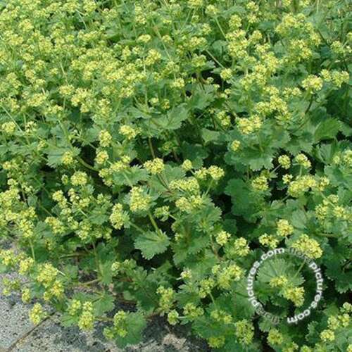 Afbeelding bij Dwergvrouwenmantel - Alchemilla erythropoda