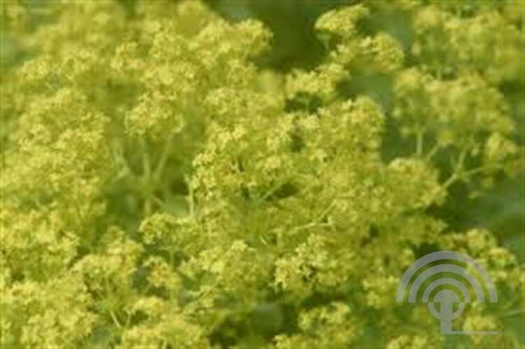 Afbeelding bij Dwergvrouwenmantel Alchemilla erythropoda &#039;Senior&#039;