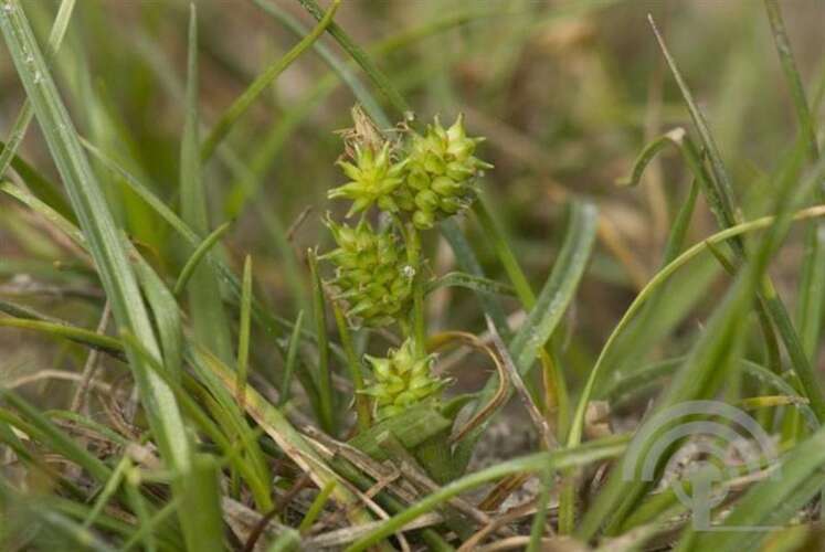 Afbeelding bij Dwergzegge - Carex oederi