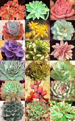 Afbeelding bij Echeveria