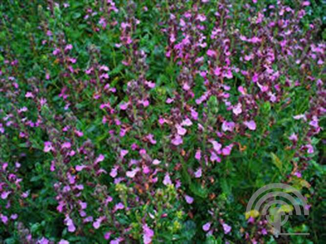Afbeelding bij Echte gamander - Teucrium chamaedrys 