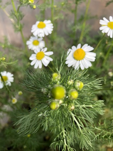 Afbeelding bij Echte kamille