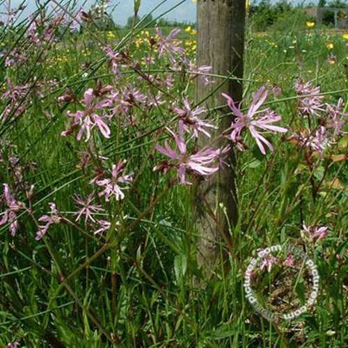Afbeelding bij Echte koekoeksbloem - Lychnis flos-cuculi 