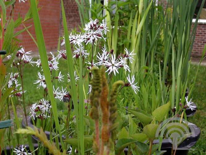Afbeelding bij Echte koekoeksbloem - Lychnis flos-cuculi 'Alba' 