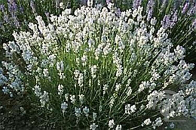 Afbeelding bij Echte lavendel - Lavandula ang. &#039;Alba&#039; 