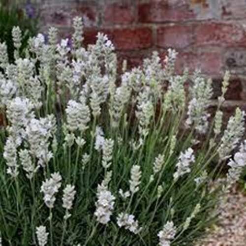 Afbeelding bij Echte lavendel - Lavandula ang. &#039;Artic Snow&#039; 