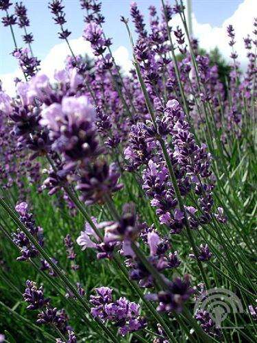 Afbeelding bij Echte lavendel - Lavandula ang. 'Grosso' 