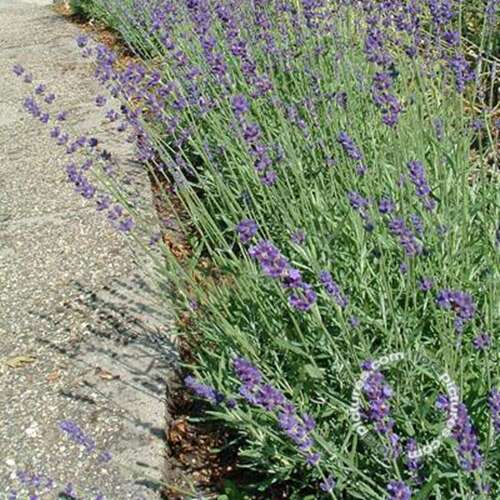 Afbeelding bij Echte lavendel - Lavandula ang. &#039;Hidcote&#039; 