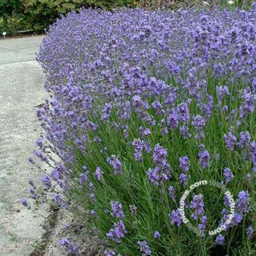 Afbeelding bij Echte lavendel - Lavandula ang. &#039;Munstead&#039; 