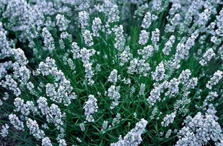 Afbeelding bij Echte lavendel - Lavandula ang. &#039;Nana Alba&#039; 