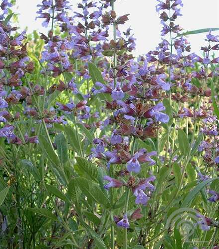Afbeelding bij Echte salie - Salvia officinalis