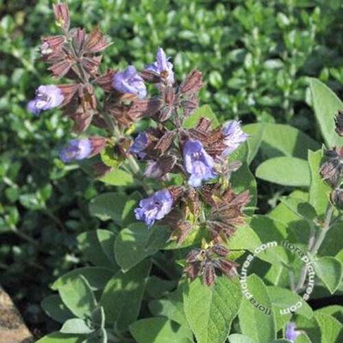 Afbeelding bij Echte salie - Salvia officinalis 'Berggarten' 