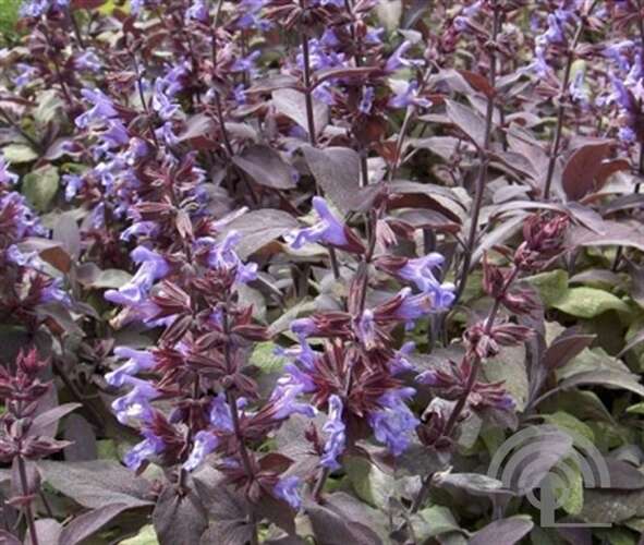 Afbeelding bij Echte salie - Salvia officinalis &#039;Purpurascens&#039;