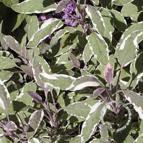 Afbeelding bij Echte salie - Salvia officinalis &#039;Tricolor&#039; 