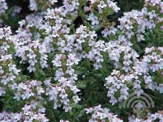 Afbeelding bij Echte tijm - Thymus vulgaris 
