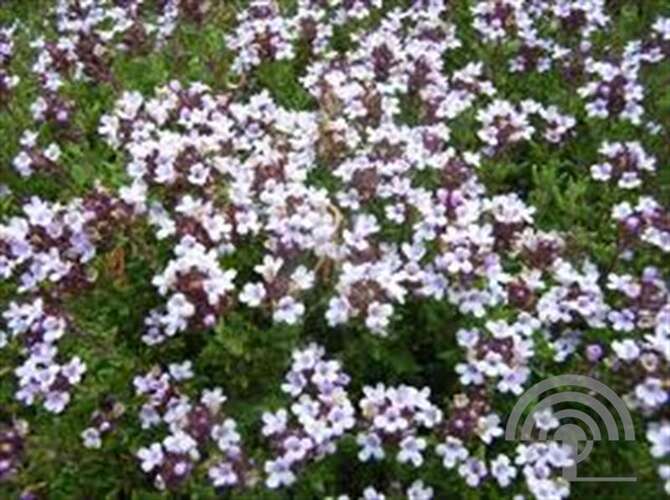 Afbeelding bij Echte tijm - Thymus vulgaris &#039;Compactus&#039; 