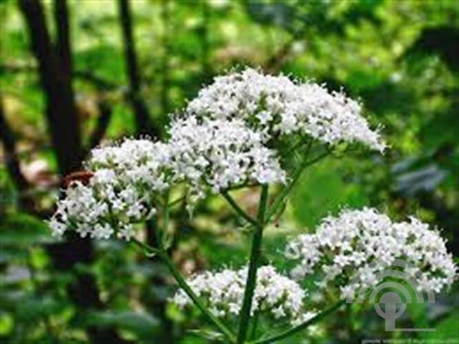 Afbeelding bij Echte Valeriaan - Valeriana officinalis