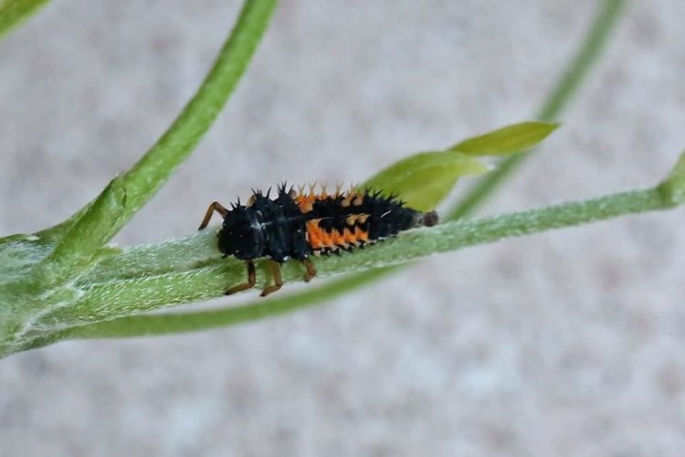 Afbeelding bij Ecologisch bestrijdingsmiddel tegen bladluis