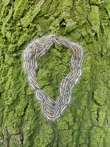 Afbeelding bij Ecologische aanpak processierups