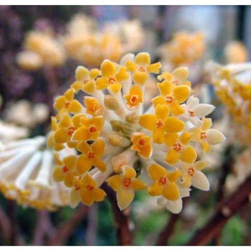 Edgeworthia chrysantha Grandiflora