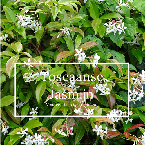 Een fleurige schutting met de Toscaanse Jasmijn