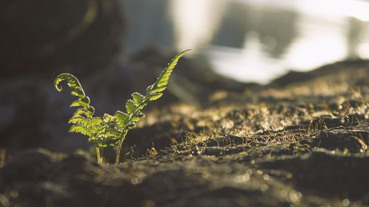 Afbeelding bij Een gezonde tuin is samenwerken met de elementen