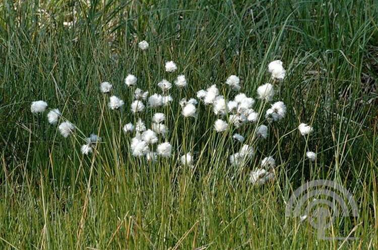 Afbeelding bij Eenarig wollegras - Eriophorum vaginatum