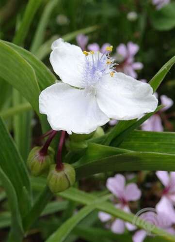 Afbeelding bij Eendagsbloem - Tradescantia (A) 'Innocence'