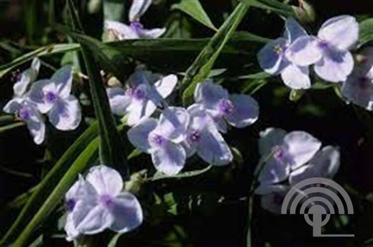 Afbeelding bij Eendagsbloem -  Tradescantia (A) 'Osprey' 