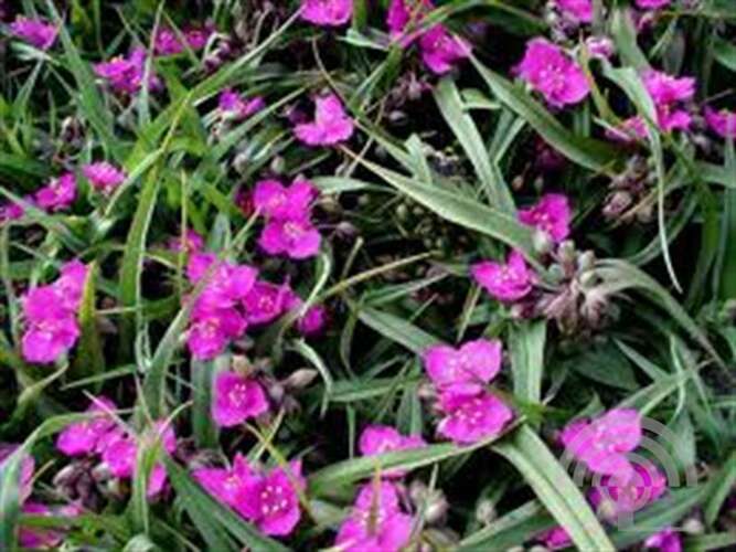 Afbeelding bij Eendagsbloem - Tradescantia (A) 'Rubra' 
