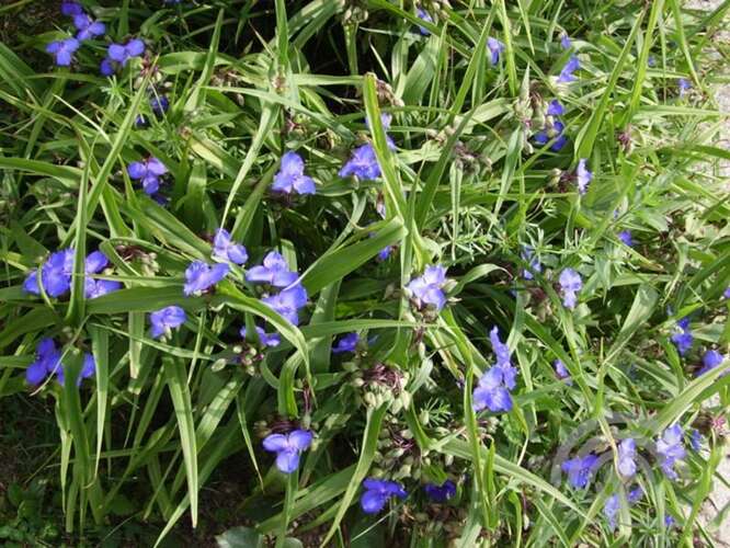 Afbeelding bij Eendagsbloem -  Tradescantia (A) 'Zwanenburg Blue'