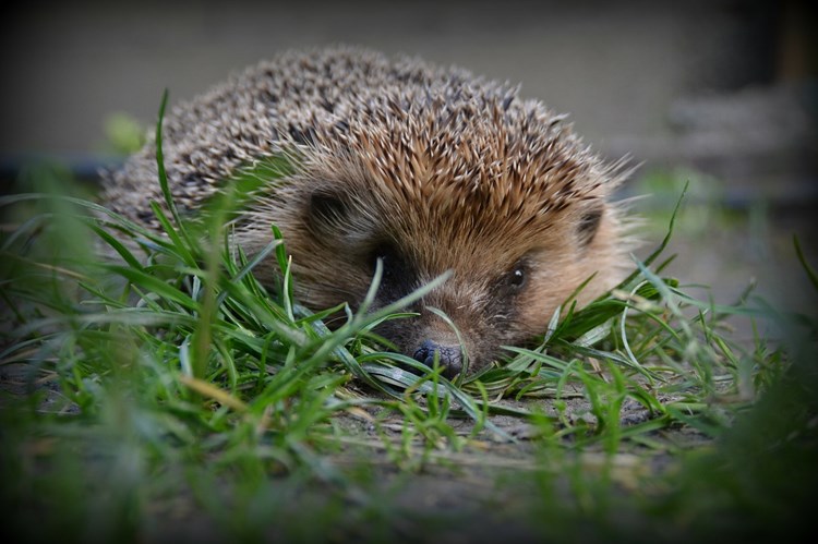 Afbeelding bij Egel laten opvangen in Flevoland  