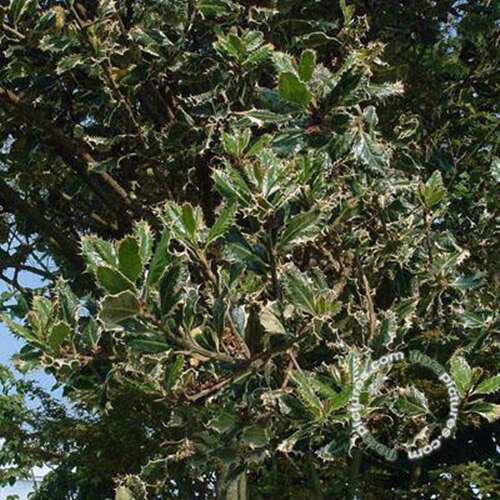 Afbeelding bij Egelhulst - Ilex aq. &#039;Ferox Argentea&#039; 