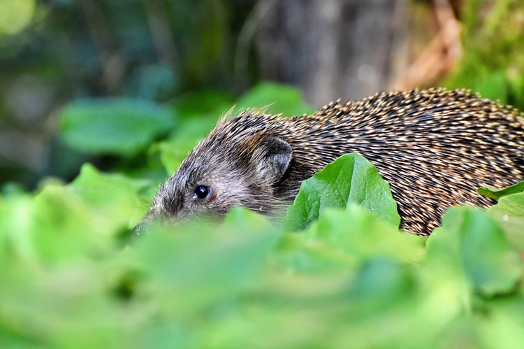 Afbeelding bij Egelopvang Friesland en Waddeneilanden