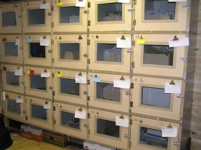 Afbeelding bij Egelopvang huizen in Drenthe