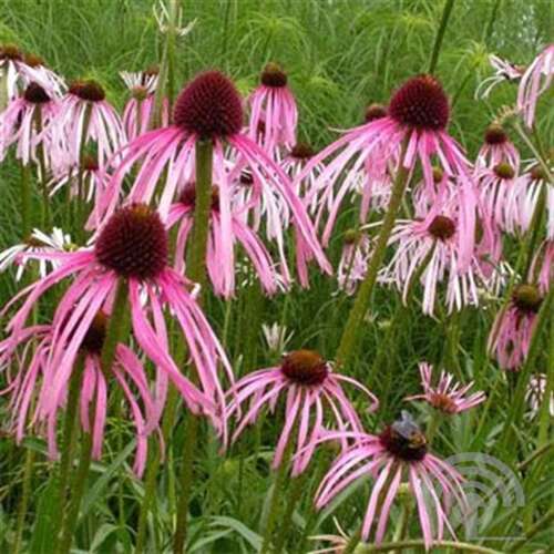Afbeelding bij Egelzonnehoed - Echinacea pallida