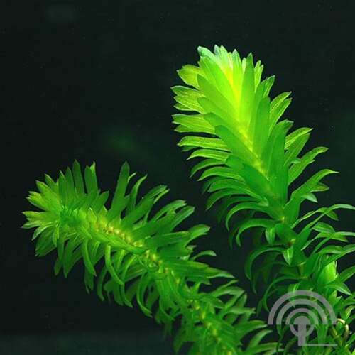 Afbeelding bij Waterpest - Egeria densa 