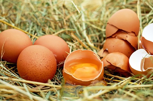 Eierschalen gooi ze niet meer weg, maar gebruik ze in je tuin! 
