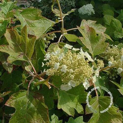 Afbeelding bij Eikenbladhortensia - Hydrangea querc. &#039;Sikes Dwarf&#039;