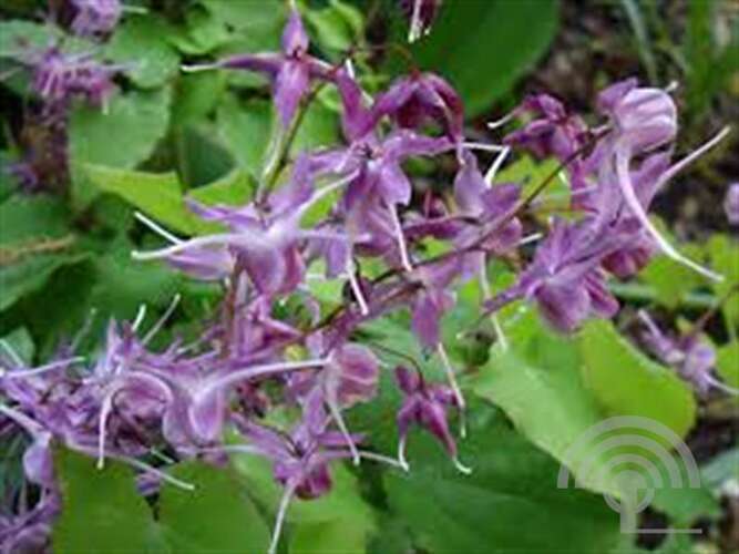 Afbeelding bij Elfenbloem - Epimedium grand. &#039;Lilafee&#039; 