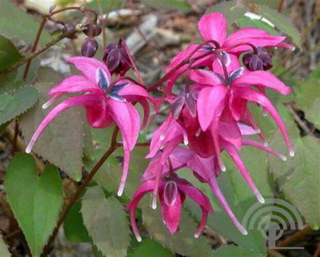 Afbeelding bij Elfenbloem - Epimedium grand. &#039;Red Beauty&#039;