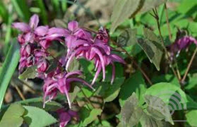 Afbeelding bij Elfenbloem - Epimedium grand. &#039;Rose Queen&#039; 
