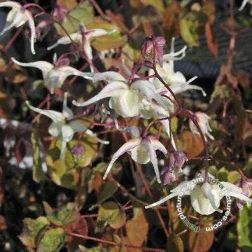 Afbeelding bij Elfenbloem - Epimedium grandiflorum 
