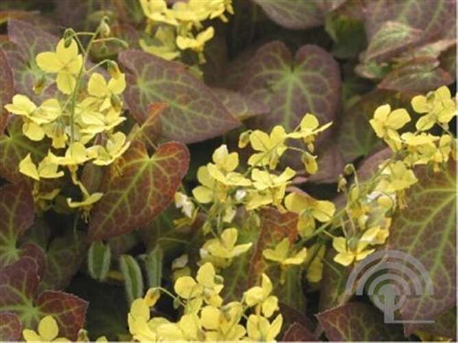 Afbeelding bij Elfenbloem - Epimedium perralc. 'Frohnleiten'