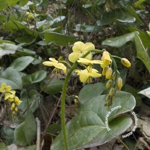 Afbeelding bij Elfenbloem - Epimedium pinnatum &#039;Colchicum&#039; 