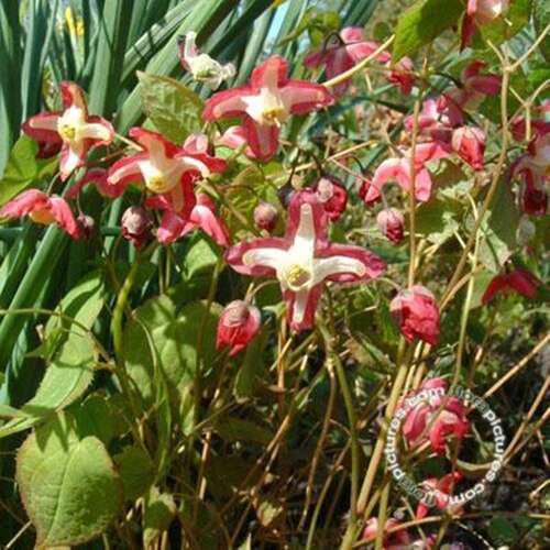 Afbeelding bij Elfenbloem - Epimedium rubrum 